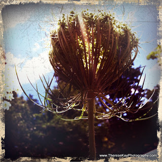 iPhone photograph of Queen Anne's Lace with texture overlay