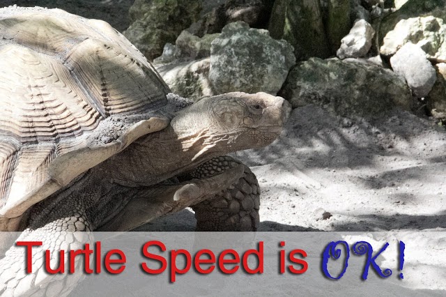 Image of Turtle: Turtle Speed is OK